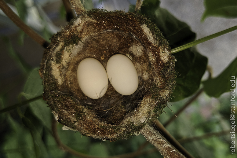 hummingbird